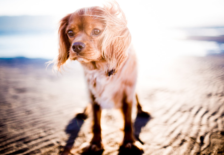 aloe vera sonnenschutz creme haustier hund katze pferd hautpflege