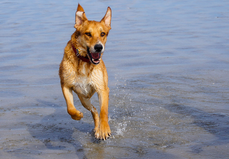 aktiv haustier hund katze pferd bewegung mineralstoffe vitamine forever freedom schwefel