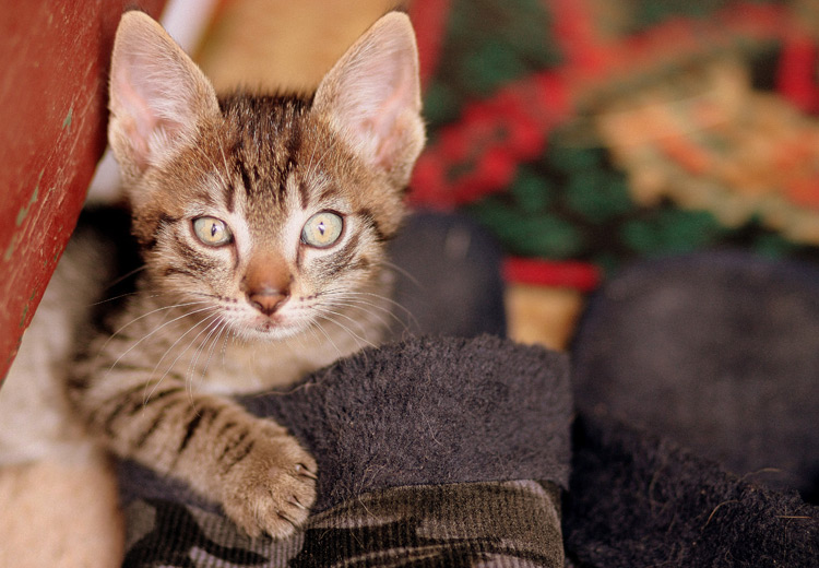 aloe vera erste hilfe haustier insektenstich verbrennung wunde hund katze