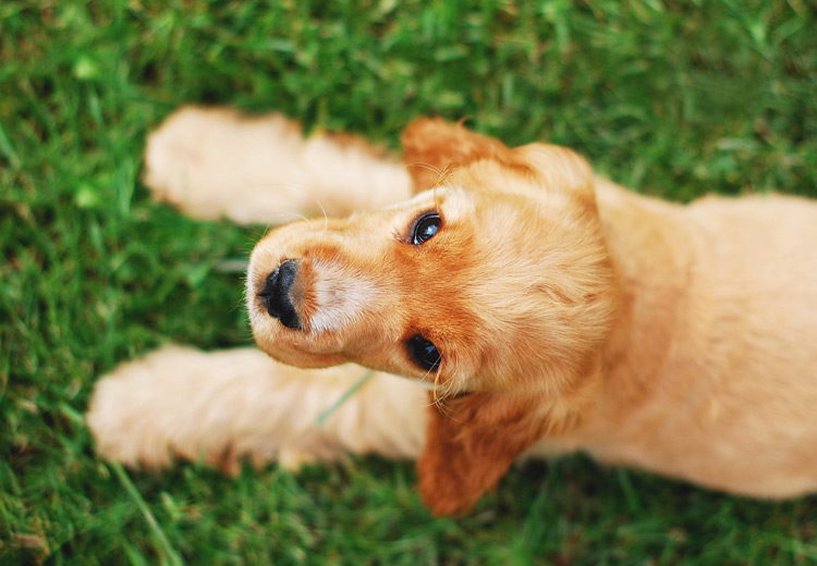 aloe vera haustier fell geschmeidig glaenzend gesund haut hund katze pferd