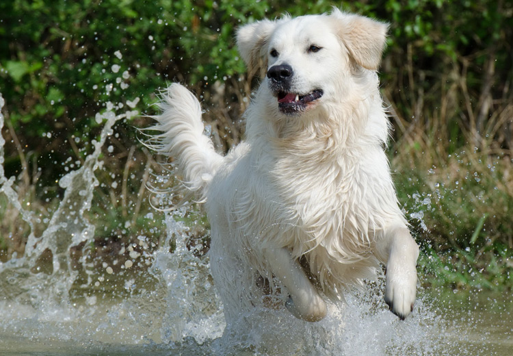 forever move aloe vera haustier hund bewegung katze pferd laufen gesundheit